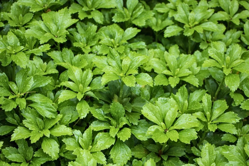 Pachysandra terminalis (Schattengrün, Dickmännchen)