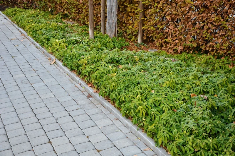 Pachysandra terminalis (Schattengrün, Dickmännchen)