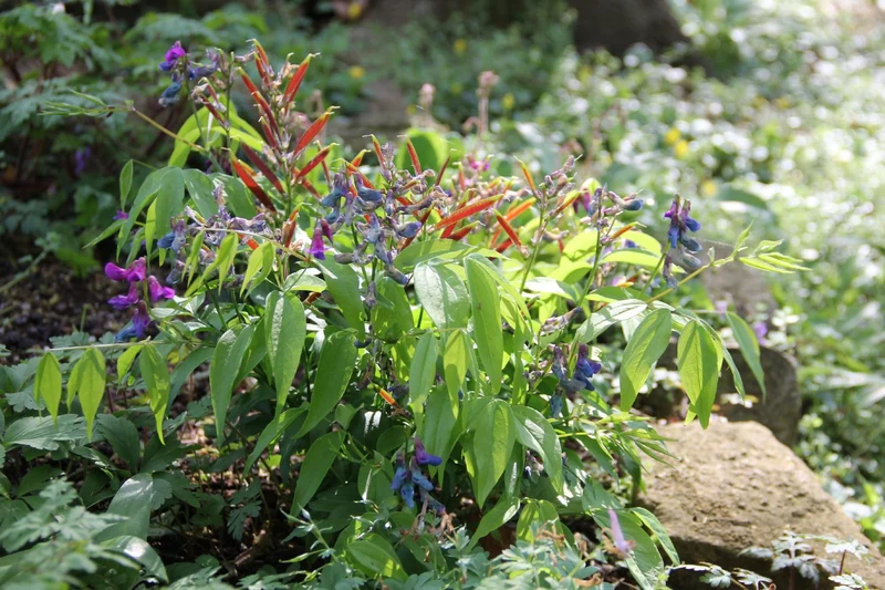 Lathyrus vernus (Frühlings-Platterbse)
