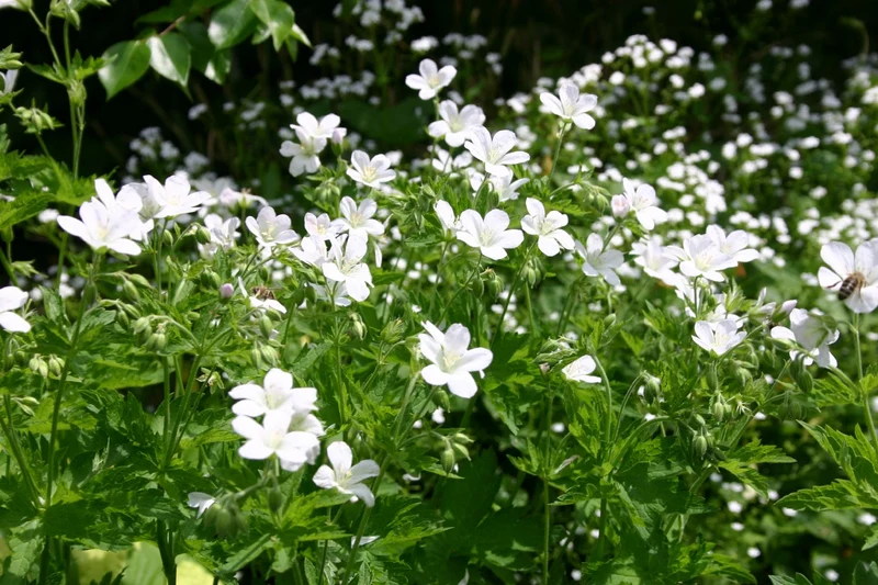 Geranium sylvaticum 'Album' (Wald-Storchschnabel)