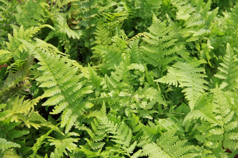 Dryopteris filix-mas (Gewöhnlicher Wurmfarn)