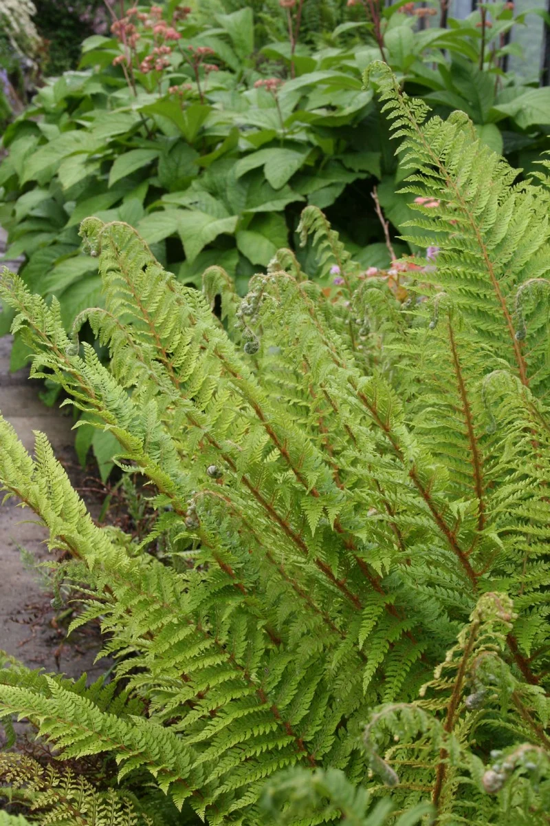 Dryopteris affinis (Goldschuppenfarn)