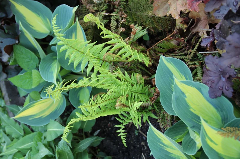 Dryopteris affinis (Goldschuppenfarn)