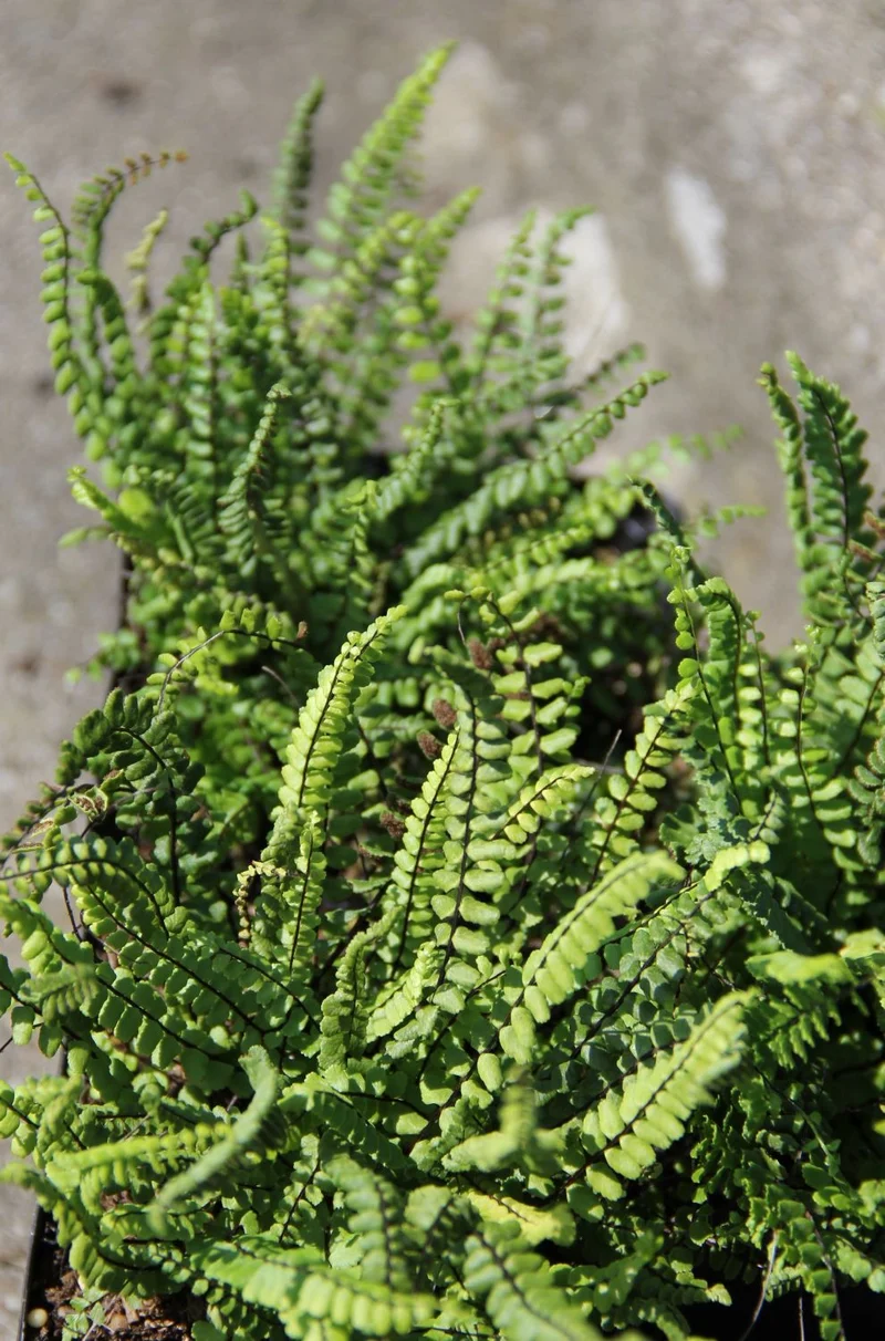 Asplenium trichomanes (Braunstieliger Streifenfarn)