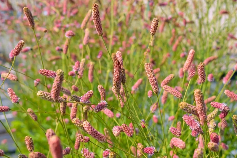 Sanguisorba officinalis 'Pink Tanna' (Wiesenknopf)