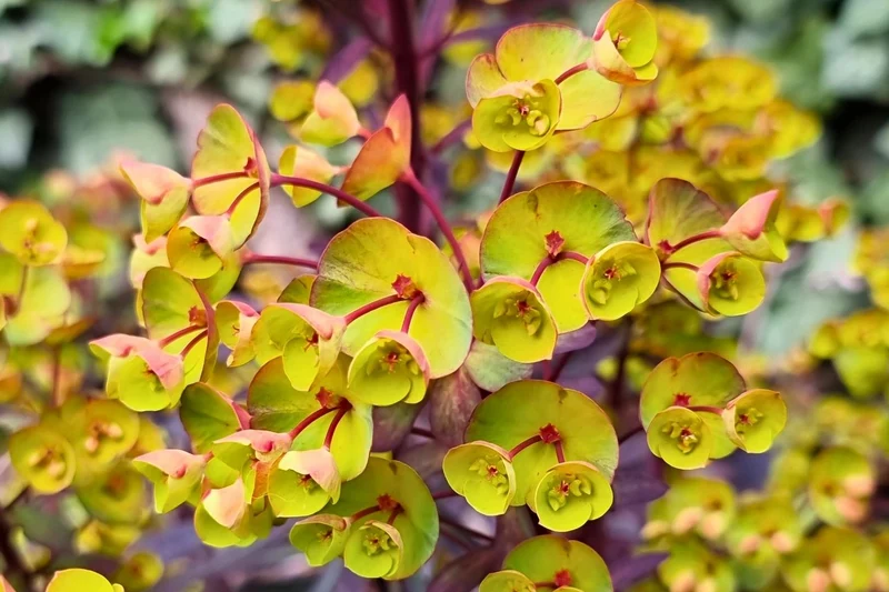 Euphorbia 'Miners Merlot' (Rotblättrige Wolfsmilch)