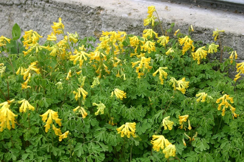 Corydalis lutea (Gelber Lerchensporn)