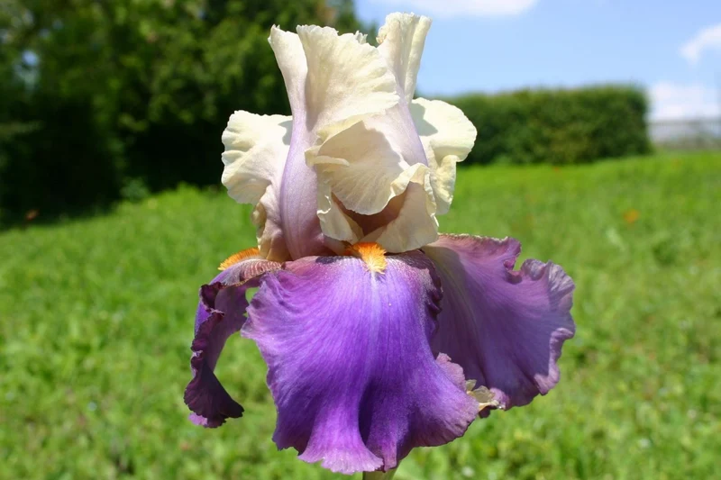 Iris Barbata-Elatior 'Vague à l'ame' (Hohe Bartschwertlilie)