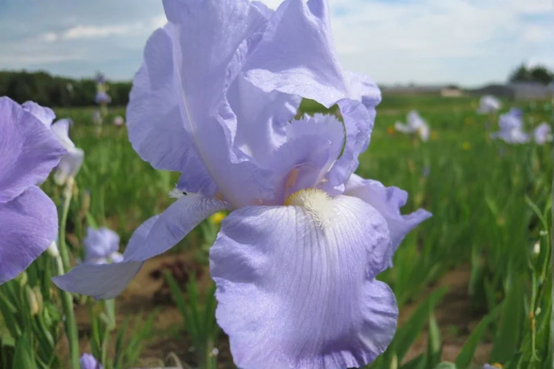 Iris Barbata-Elatior 'Eleanor's Pride' (Hohe Garten-Schwertlilie)