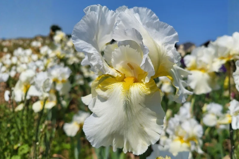Iris Barbata-Elatior 'Country Manor' (Hohe Bartschwertlilie)