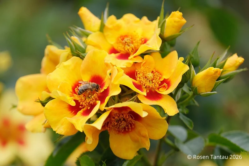 Rose 'Orienta® Milya' (Persische Rose)