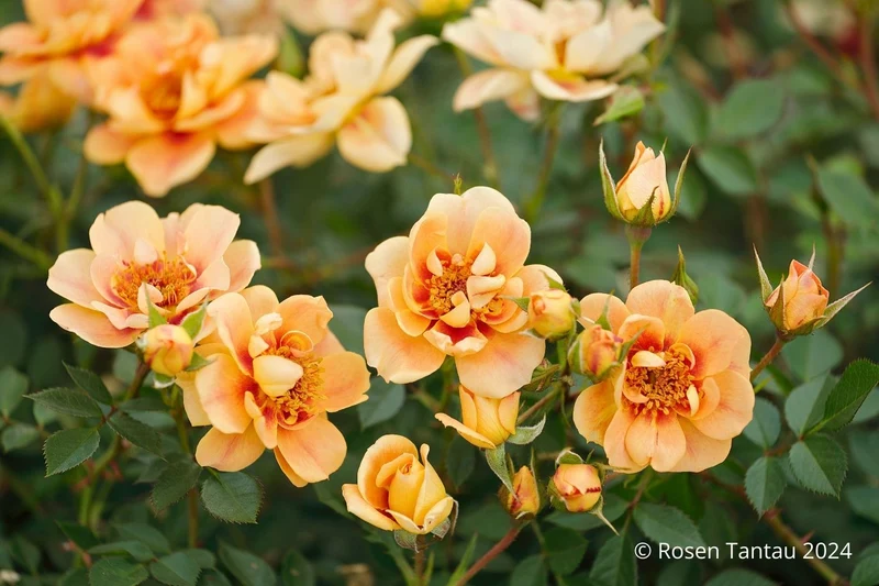Rose 'Bienenweide' ® bernstein (Beetrose)