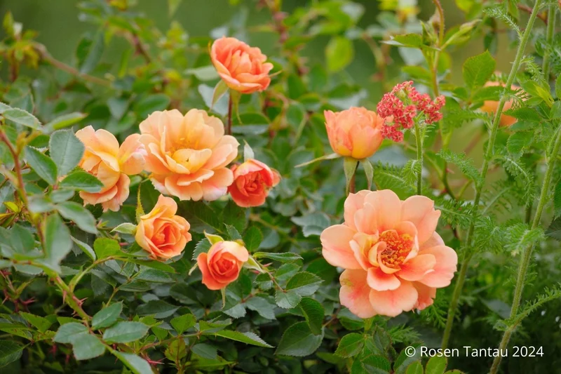 Rose 'Bienenweide' ® bernstein (Beetrose)