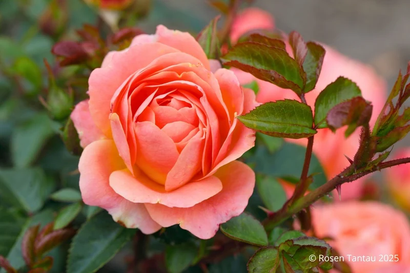 Rose 'Amber Bay' ® (Beetrose 'Amber Bay' ®)