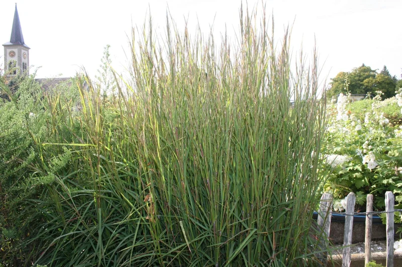 Schizachyrium scoparium 'Cairo' (Prärie-Bartgras)