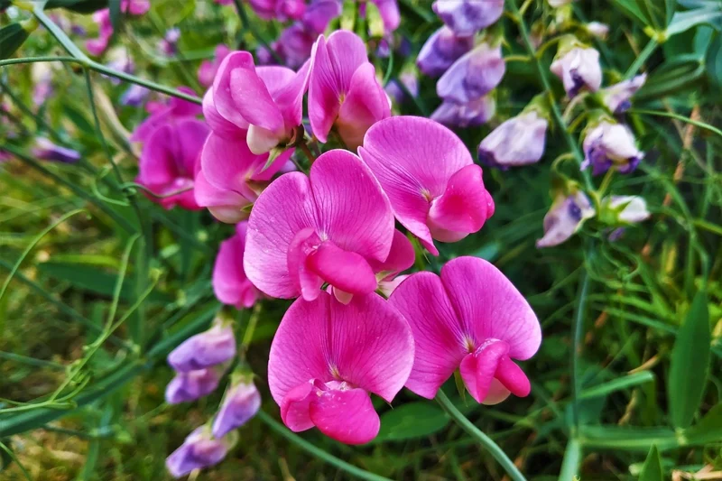 Lathyrus latifolius 'Rote Perle' (Platterbse | Gartenwicke)