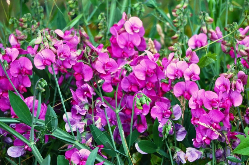 Lathyrus latifolius 'Rote Perle' (Platterbse | Gartenwicke)