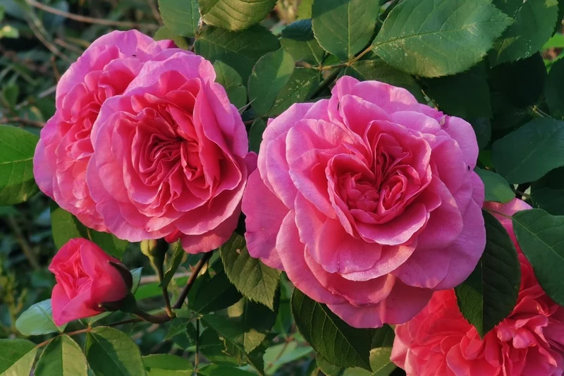 Rose 'Gertrude Jekyll' (Englische Rose)