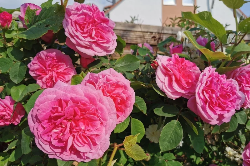 Rose 'Gertrude Jekyll' (Englische Rose)