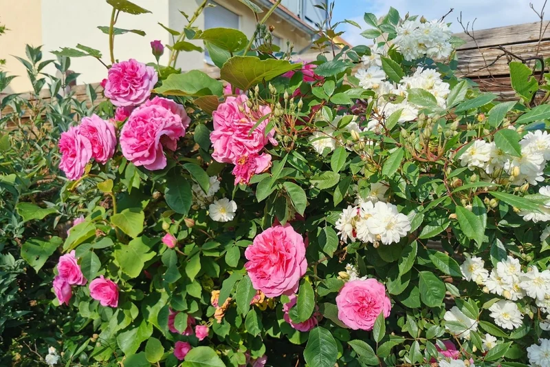 Rose 'Gertrude Jekyll' (Englische Rose)