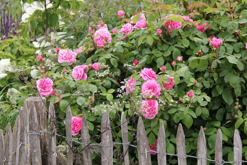 Rose 'Gertrude Jekyll' (Englische Rose)