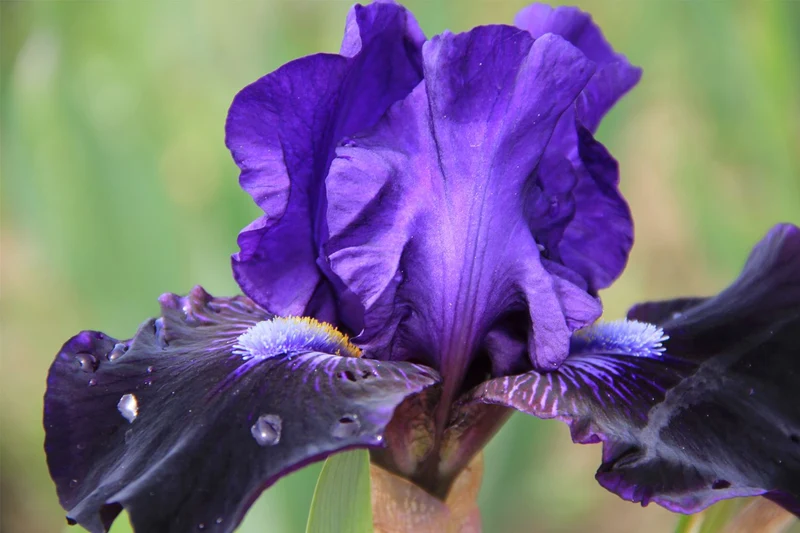Iris Barbata-Media 'Star in the Night' (Mittelhohe Bartschwertlilie)