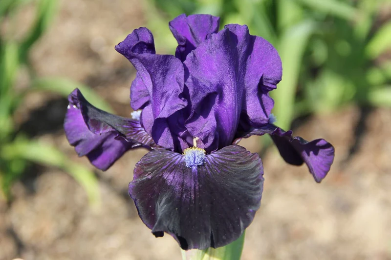 Iris Barbata-Media 'Star in the Night' (Mittelhohe Bartschwertlilie)