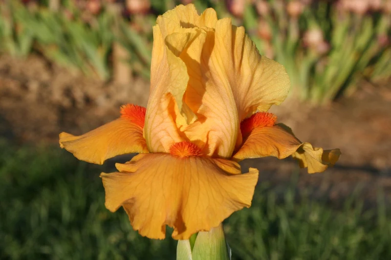 Iris Barbata-Media 'Season Ticket' (Mittelhohe Bartschwertlilie)