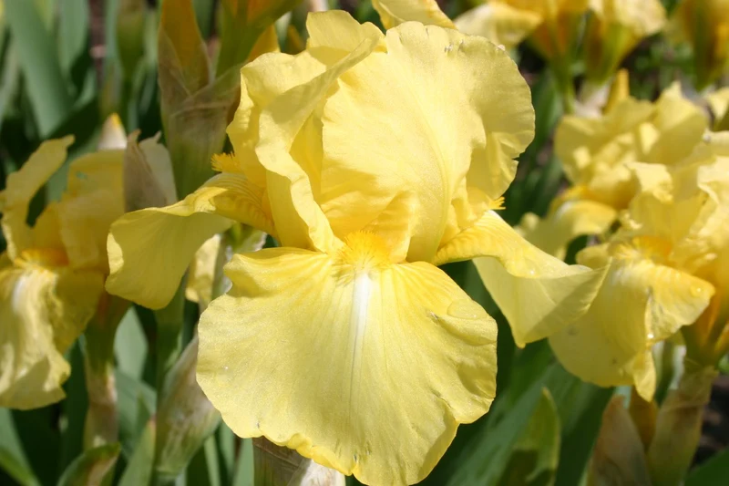 Iris Barbata-Media 'Curlew' (Mittelhohe Bartschwertlilie)