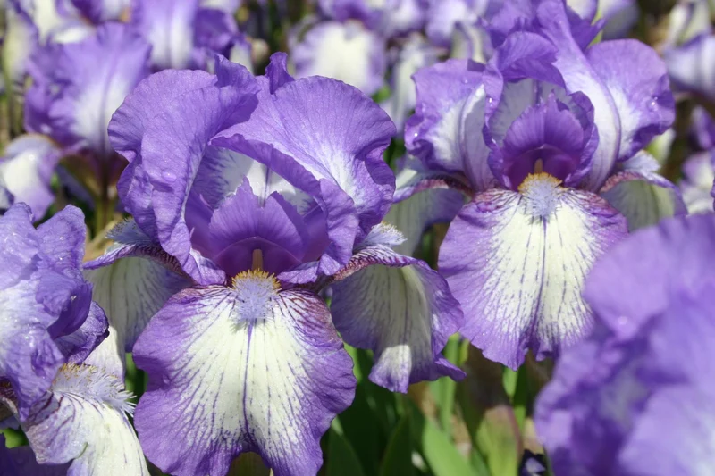 Iris Barbata-Media 'Arctic Fancy' (Mittelhohe Garten-Schwertlilie)