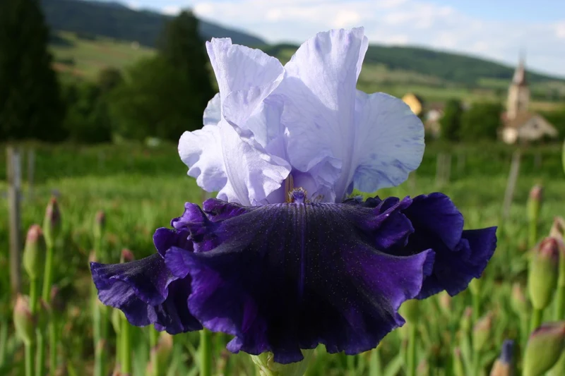Iris Barbata-Elatior 'World Premier' (Hohe Bartschwertlilie)