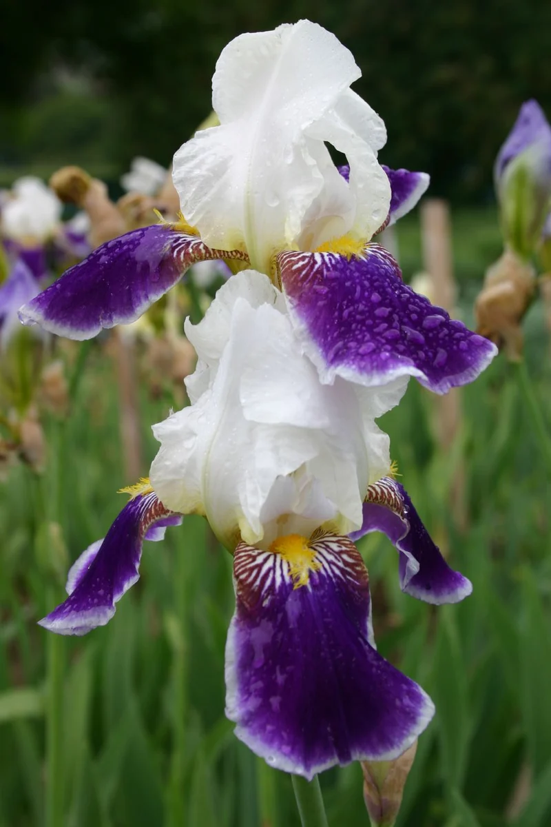 Iris Barbata-Elatior 'Wabash' (Hohe Garten-Schwertlilie)