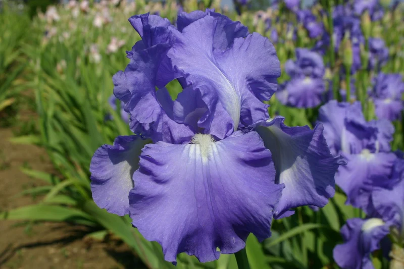 Iris Barbata-Elatior 'Victoria Falls' (Hohe Bartschwertlilie)