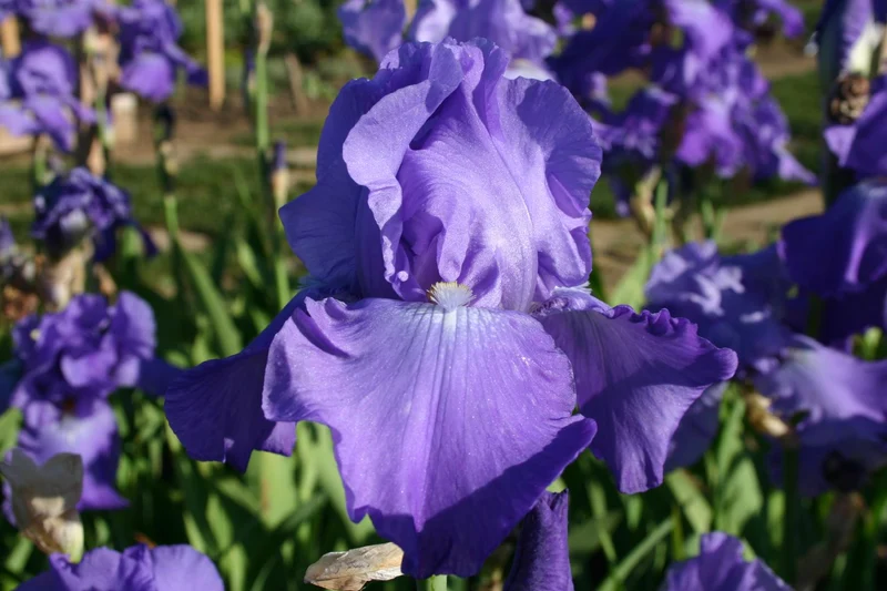 Iris Barbata-Elatior 'Violet Music' (Hohe Bartschwertlilie)