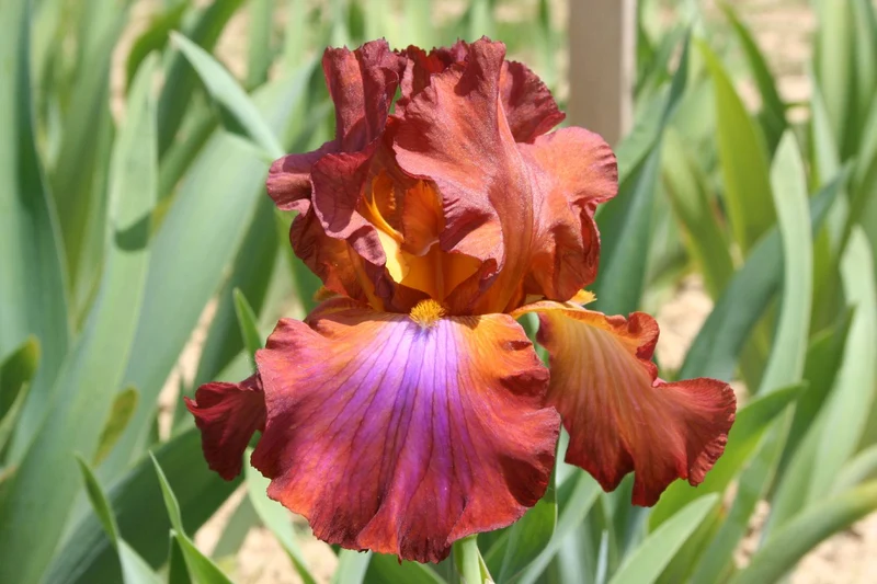 Iris Barbata-Elatior 'Terre de Feu' (Hohe Bartschwertlilie)