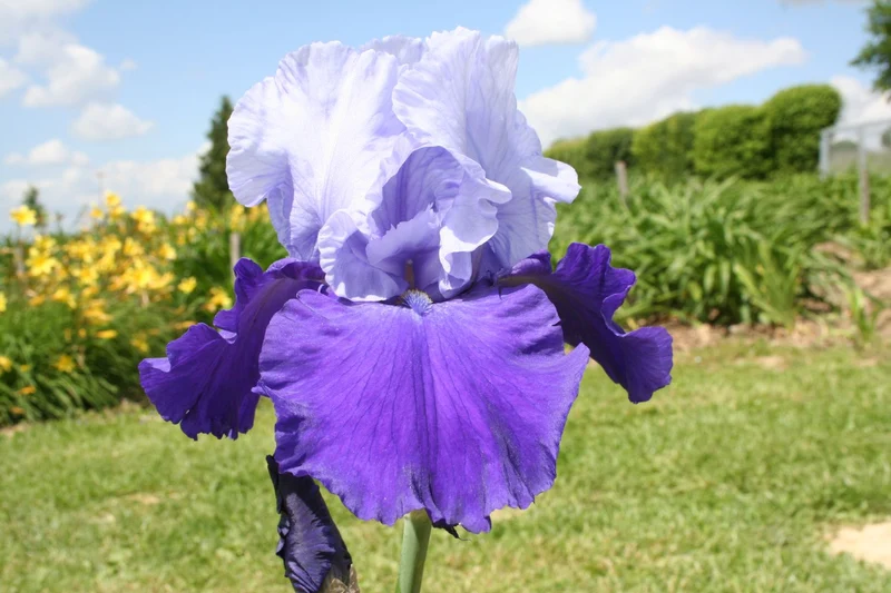 Iris Barbata-Elatior 'Proud Tradition' (Hohe Bartschwertlilie)