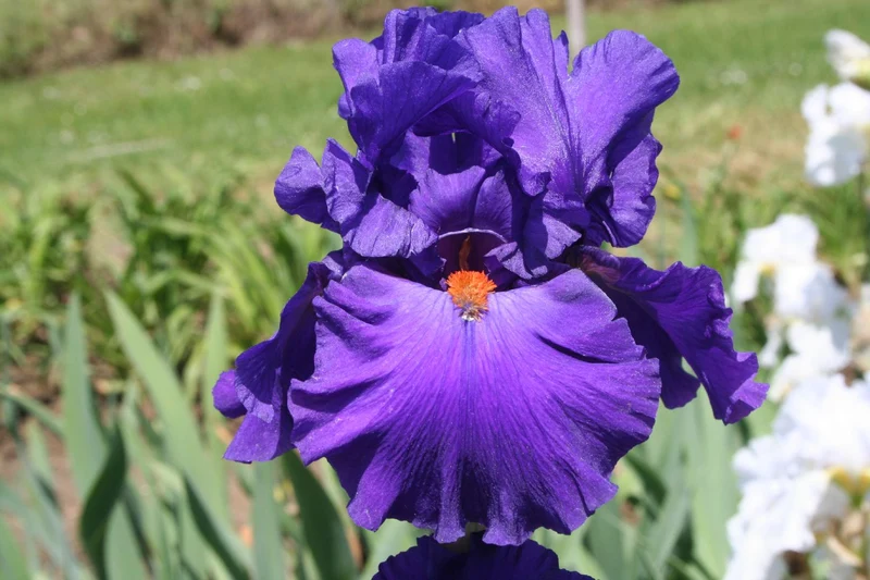 Iris Barbata-Elatior 'Paul Black' (Hohe Bartschwertlilie)