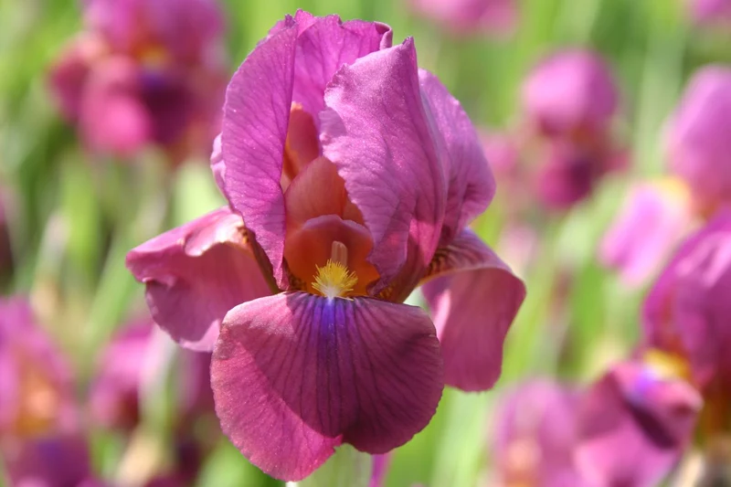 Iris Barbata-Elatior 'New Idea' (Hohe Bartschwertlilie)