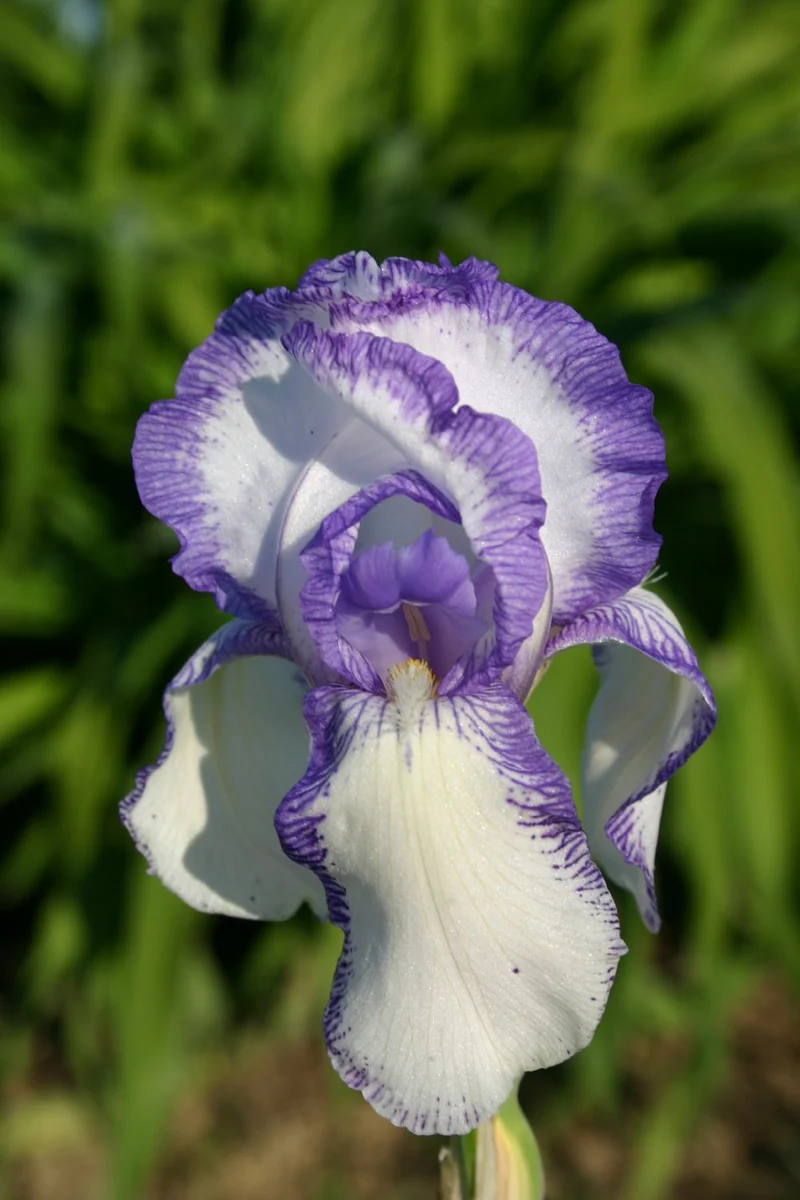 Iris Barbata-Elatior 'Mme. Chéreau' (Hohe Bartschwertlilie)
