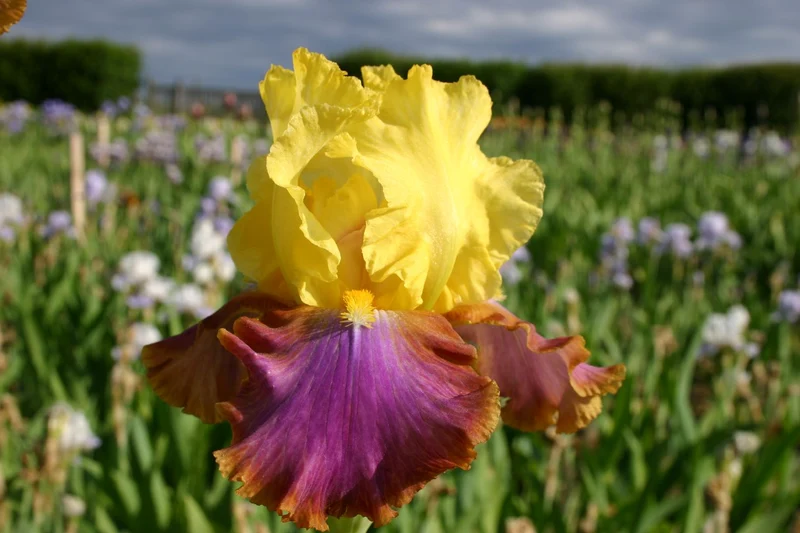 Iris Barbata-Elatior 'Intrépide' (Hohe Bartschwertlilie)