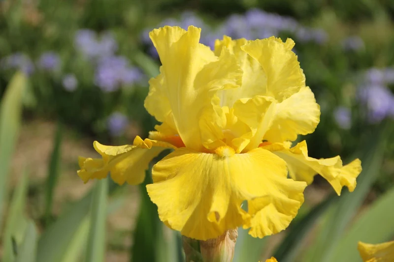 Iris Barbata-Elatior 'Golden Immortal' (Hohe Bartschwertlilie)
