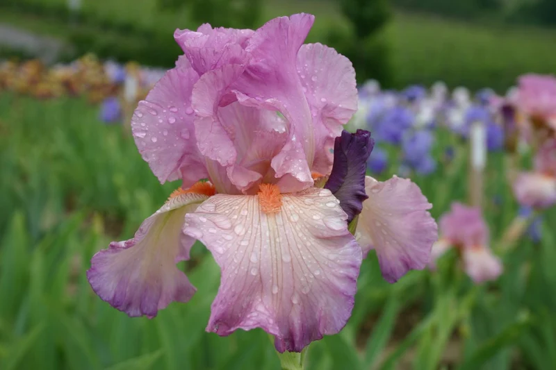 Iris Barbata-Elatior 'Enchanted World' (Hohe Bartschwertlilie)