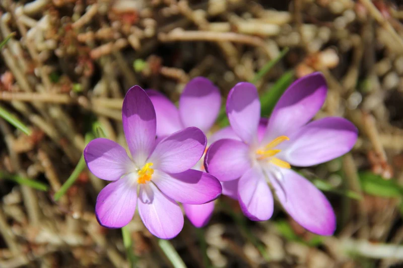 Crocus tommasinianus 'Roseus' (Elfen-Krokus)