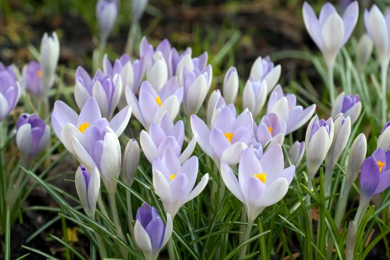 Crocus tommasinianus 'Lilac Beauty' (Elfen-Krokus)