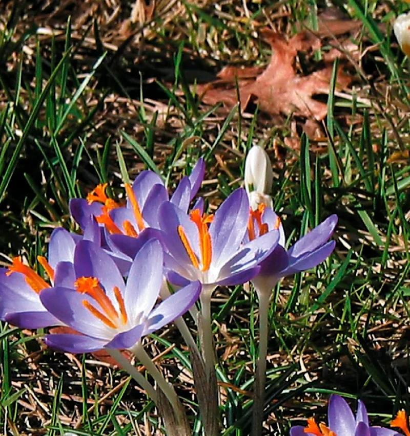 Crocus tommasinianus (Elfen-Krokus)