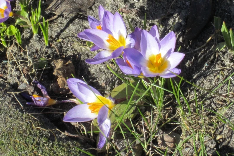 Crocus sieberi ssp. sublimis 'Tricolor' (Sieber-Krokus)