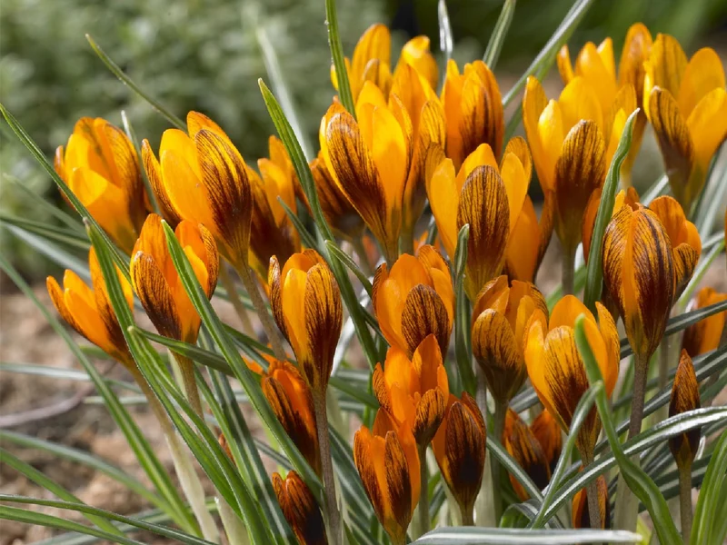 Crocus oliveri 'Orange Monarch' (Garten-Krokus)