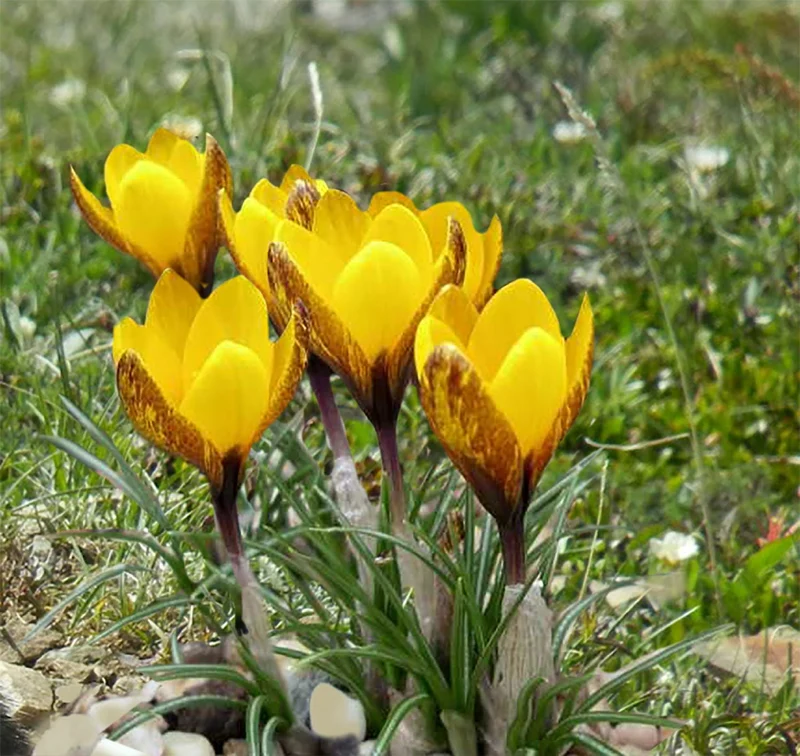 Crocus korolkowii (Schellkraut-Krokus I Taschkent-Krokus)
