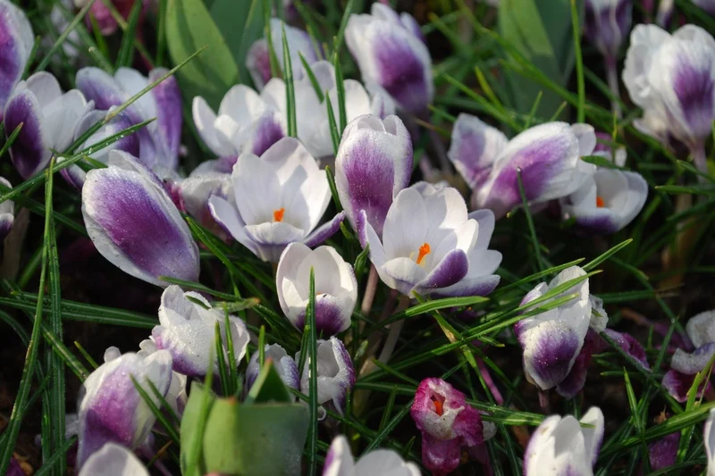 Crocus chrysanthus 'Prins Claus' (Garten-Krokus)
