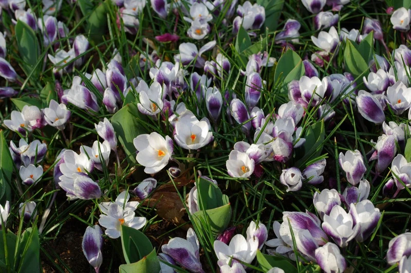 Crocus chrysanthus 'Prins Claus' (Garten-Krokus)
